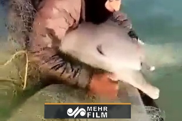 نجات دلفین اسیر در تور توسط صیادان تنگستانی