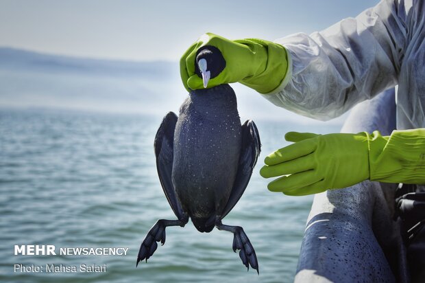 پایان تلخ مهاجران خلیج