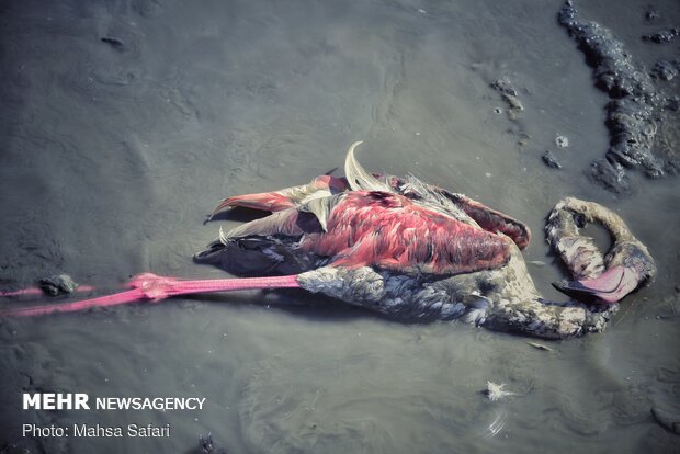 پایان تلخ مهاجران خلیج