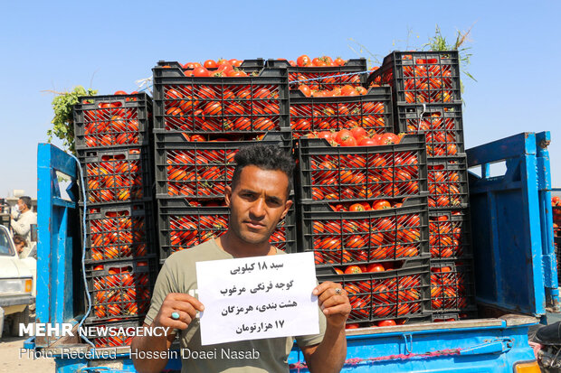 بازار کساد گوجه فرنگی در هشتبندی هرمزگان‎