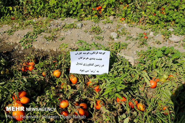 بازار کساد گوجه فرنگی در هشتبندی هرمزگان‎