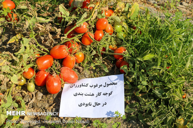 بازار کساد گوجه فرنگی در هشتبندی هرمزگان‎