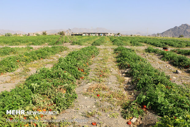 بیمه محصولات تنها راه کمک به کشاورزان خسارت دیده بوشهری است