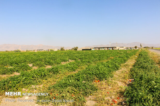 بازار کساد گوجه فرنگی در هشتبندی هرمزگان‎