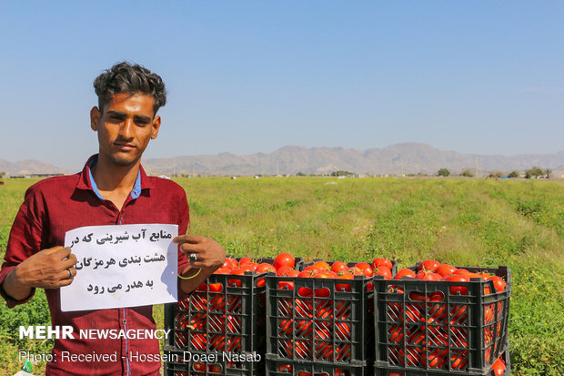 بازار کساد گوجه فرنگی در هشتبندی هرمزگان‎