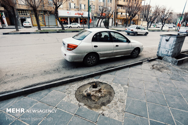 جای خالی درخت