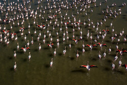 تلف شدن ۳۷ هزار بال پرنده مهاجر در تالاب بین المللی میانکاله