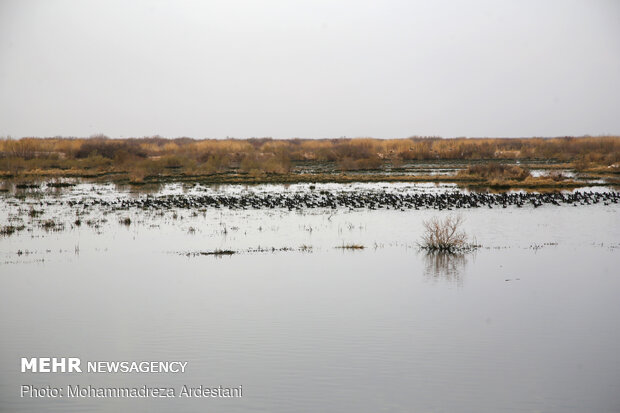 Band-e Alikhan wetland in south of Tehran