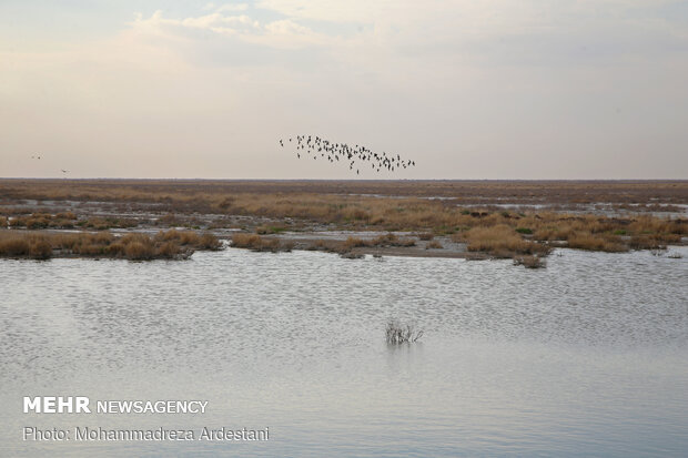 Band-e Alikhan wetland in south of Tehran