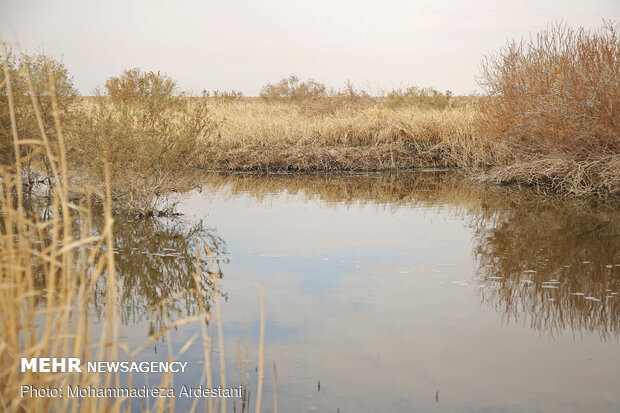 Band-e Alikhan wetland in south of Tehran