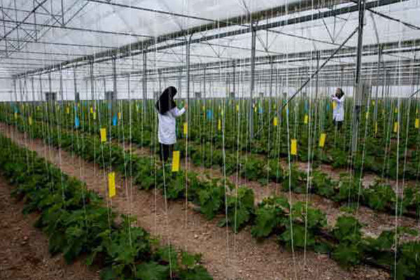 ۱۷ پروژه کشاورزی در استان ایلام افتتاح می شود
