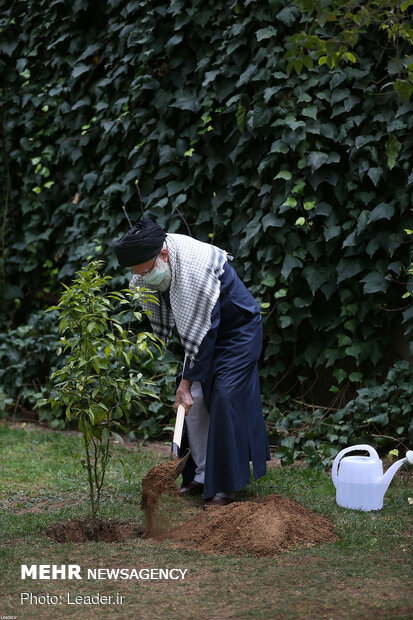 Ayatollah Khamenei planting fruit saplings