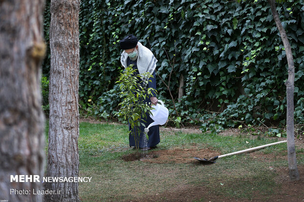 Ayatollah Khamenei planting fruit saplings