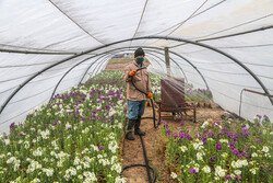 Bojnord greenhouses preparing for Nowruz
