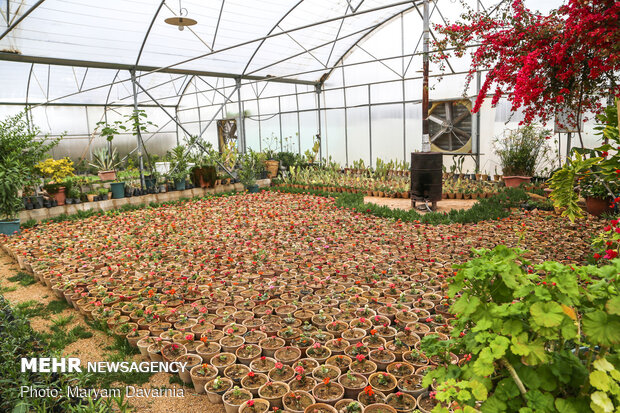 Bojnourd greenhouses preparing for Nowruz