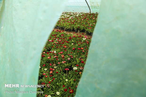 Bojnourd greenhouses preparing for Nowruz