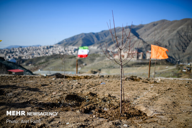  آئین روز درختکاری در اردوگاه شهید مطهری کرج