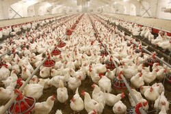 تولید مرغ در کهگیلویه و بویراحمد کمتر از میزان مصرف است