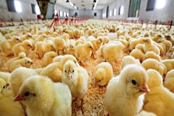 قاچاق جوجه یکروزه از کشور/بازار مرغ در خطر التهاب مجدد!