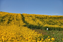 آغاز برداشت کلزا در ایلام/ خرید ۲۵۰ تن محصول از کشاورزان