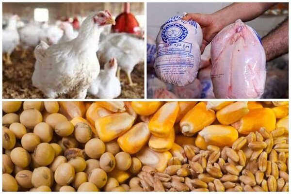 مشکل توزیع مرغ در آذربایجان غربی سریعتر مدیریت شود