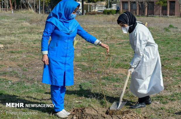 ۵۰۰ اصله نهال درخت میوه در بیمارستان فارابی کرمانشاه کاشته شد