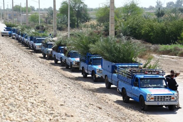 آغاز عملیات اجرایی طرح توزیع و کاشت ۴۵۰۰ نهال مثمر نخل در خرمشهر
