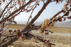 خسارت  ۱۹۴۱ میلیارد ریالی سرمای بهاره به مزارع و باغ های سرچهان