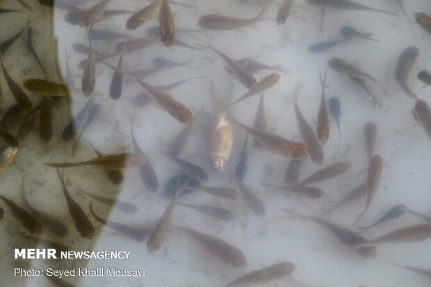 Sale of goldfish for Haftseen in Ahvaz
