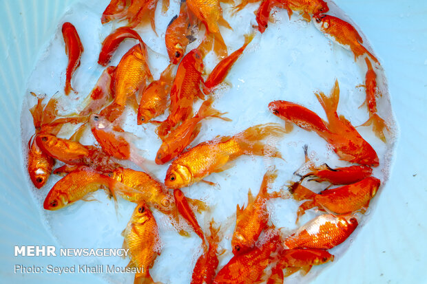 Sale of goldfish for Haftseen in Ahvaz
