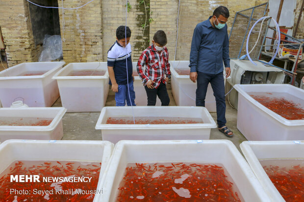 Sale of goldfish for Haftseen in Ahvaz
