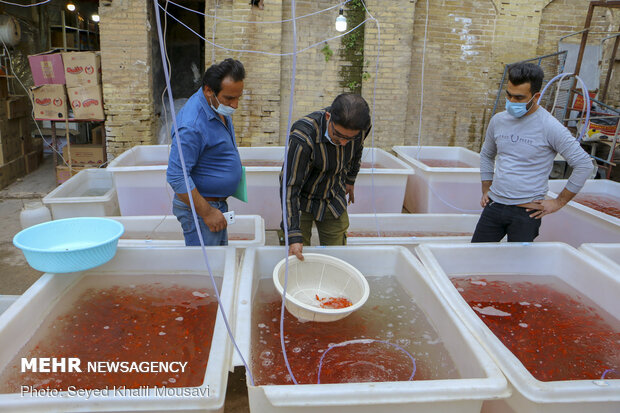 Sale of goldfish for Haftseen in Ahvaz
