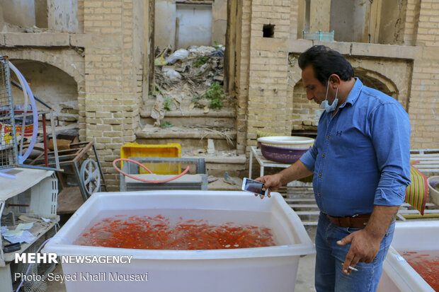 Sale of goldfish for Haftseen in Ahvaz
