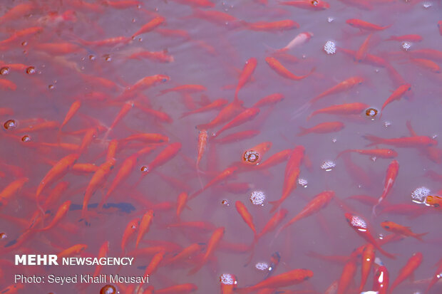 Sale of goldfish for Haftseen in Ahvaz
