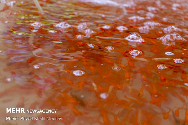 Sale of goldfish for Haftseen in Ahvaz
