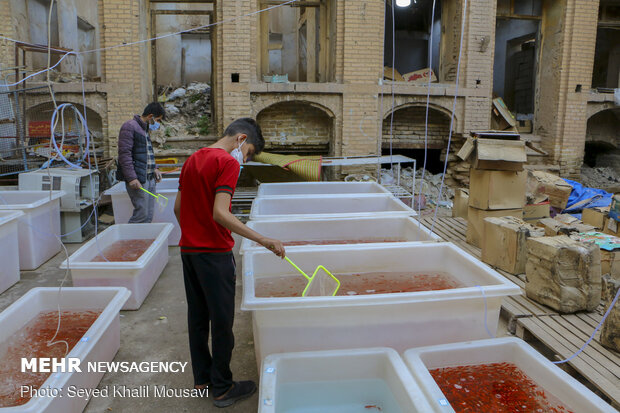 Sale of goldfish for Haftseen in Ahvaz
