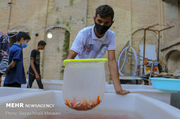 Sale of goldfish for Haftseen in Ahvaz
