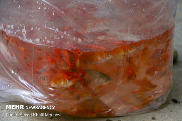 Sale of goldfish for Haftseen in Ahvaz
