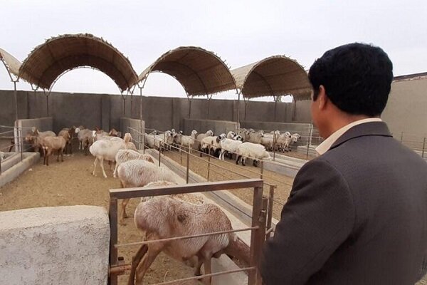 مرکز تولید دام اصلاح شده ۱۸ هزار رأسی در کرمانشاه افتتاح شد