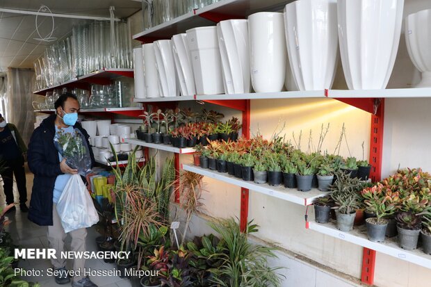 Houseplants market in Mashhad