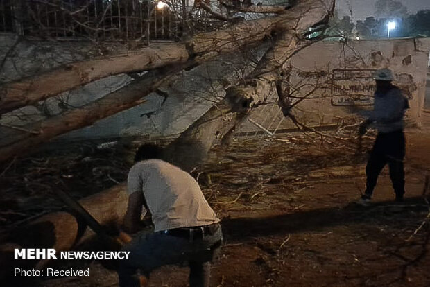 خسارات وزش باد شدید در شیراز