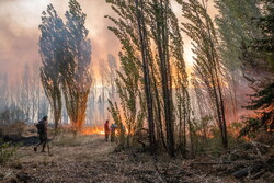 آتش سوزی جنگل های سردشت مهار شد