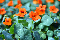 بازاڕی گوڵی ئەسفەهان لە سەروبەندی بەهار