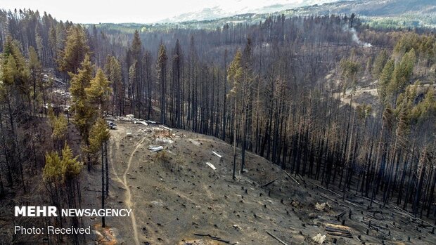 آتش سوزی در جنگل‌های آرژانتین