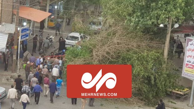  سقوط درخت در فرودگاه شهدای زاهدان به علت وزش باد 
