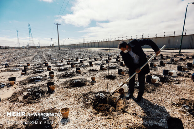 Project for planting 100,000 trees kicks off in Hamedan