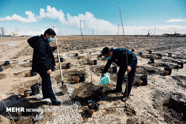 Project for planting 100,000 trees kicks off in Hamedan