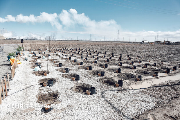 Project for planting 100,000 trees kicks off in Hamedan