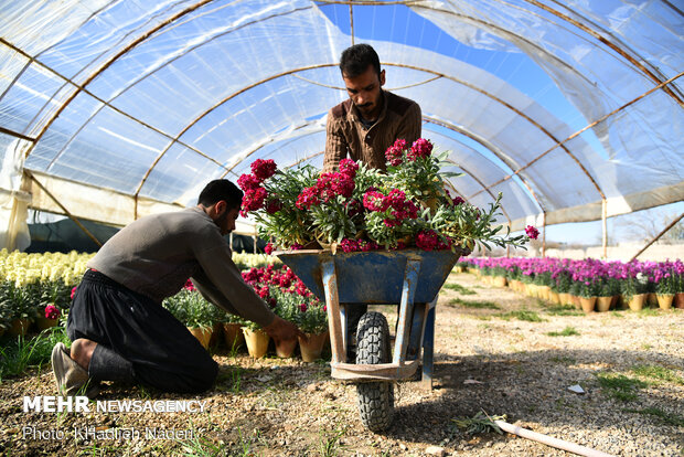 اهالي مدينة اصفهان يقبلون على شراء الزهور و النباتات بحلول العام الجديد / صور