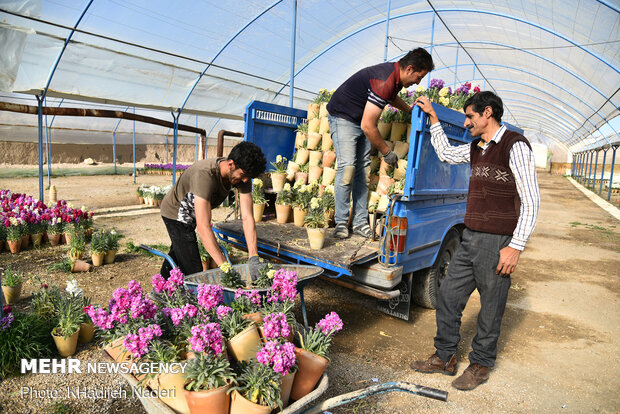 اهالي مدينة اصفهان يقبلون على شراء الزهور و النباتات بحلول العام الجديد / صور